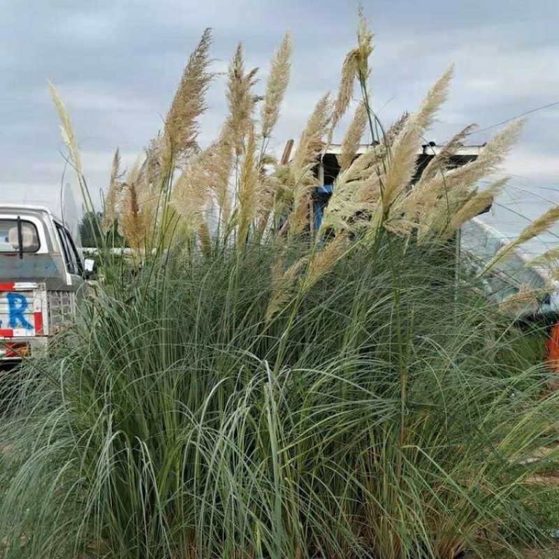 矮蒲苇，产地批发，供应矮蒲苇，基地直发100万棵