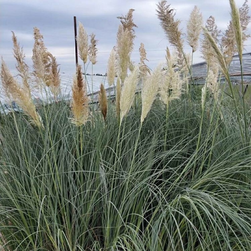 矮蒲苇，产地批发，供应矮蒲苇，基地直发100万棵
