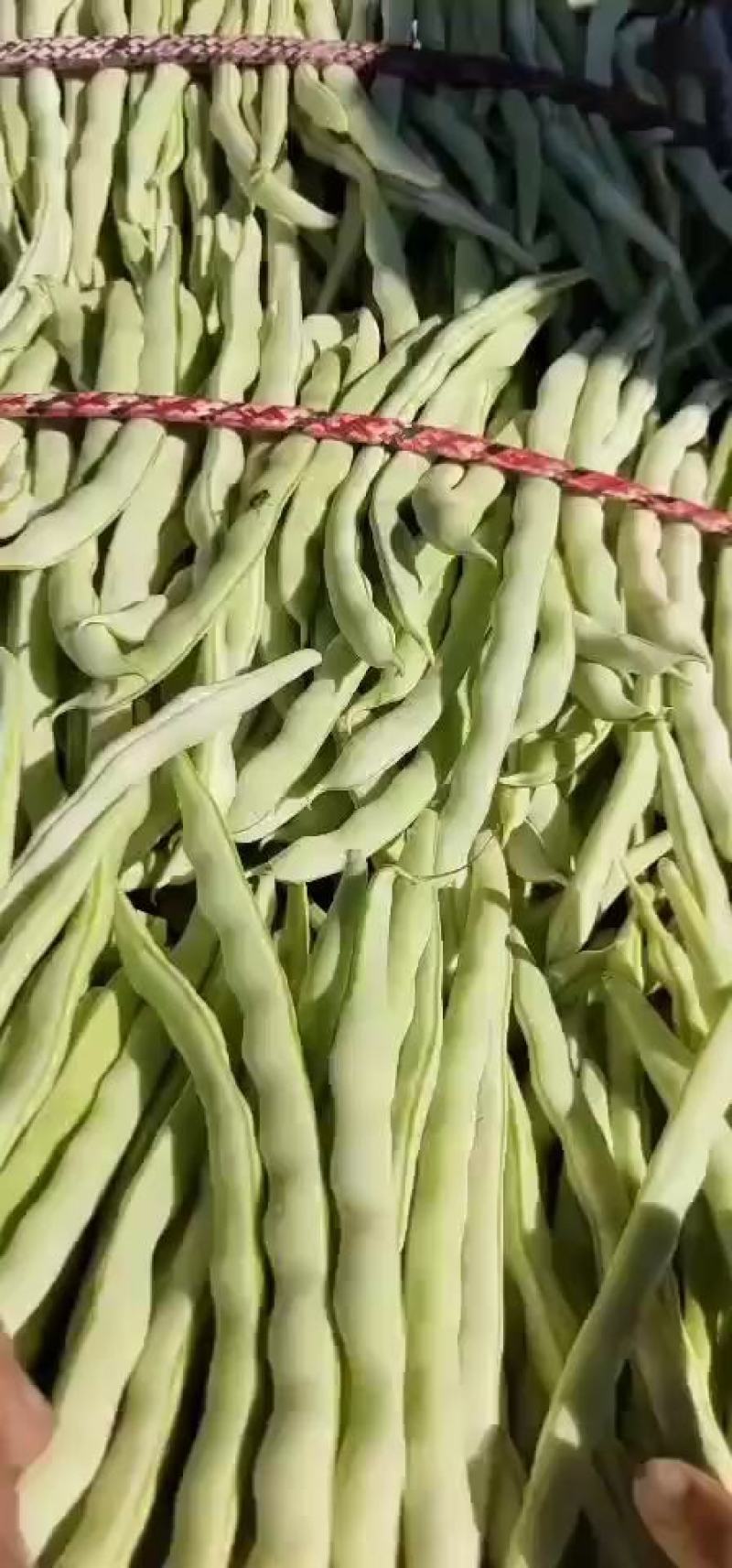 河北保定顺平白不老大量上市中