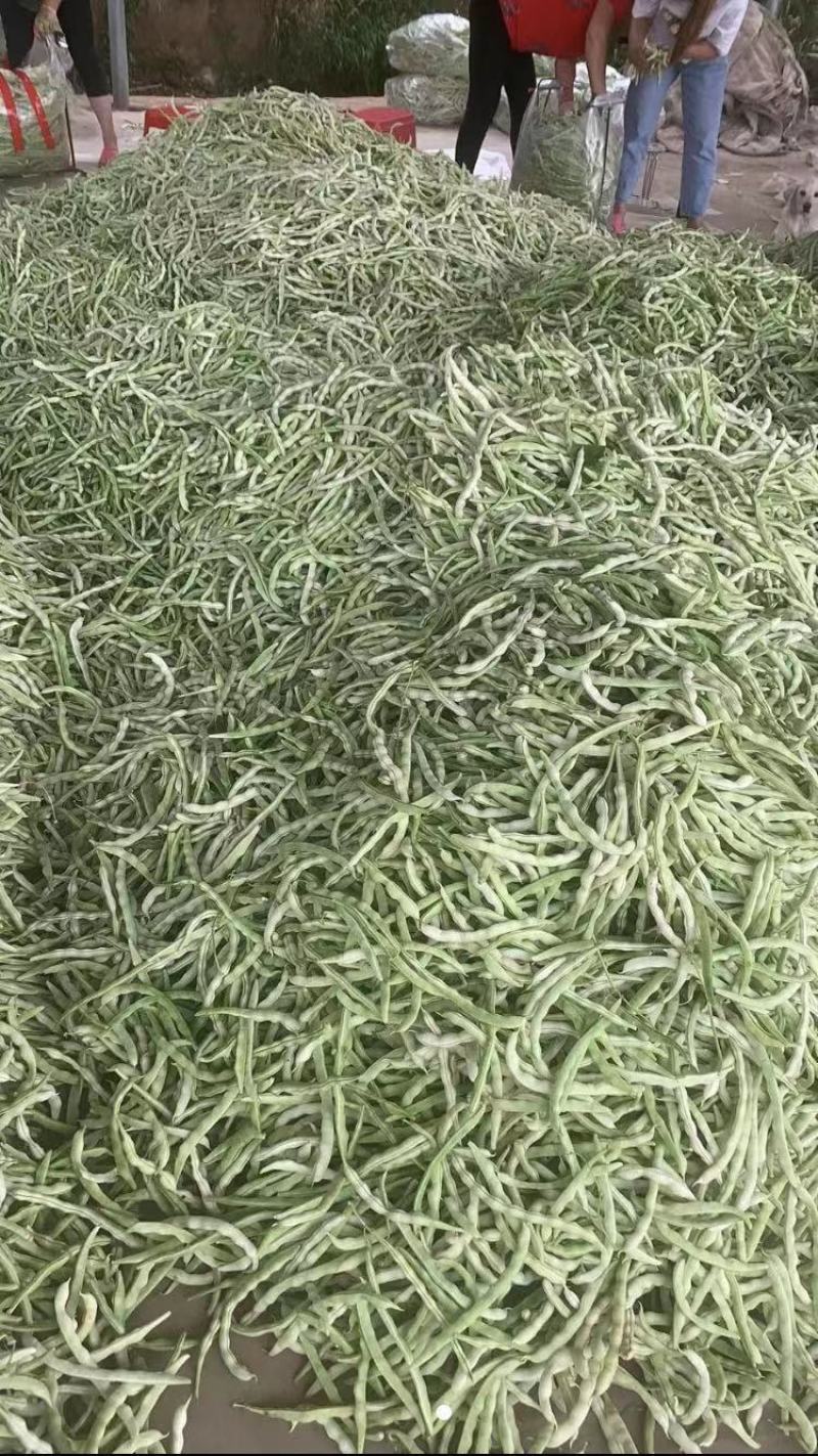 河北保定顺平白不老大量上市中