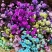 满天星鲜花干花永生花