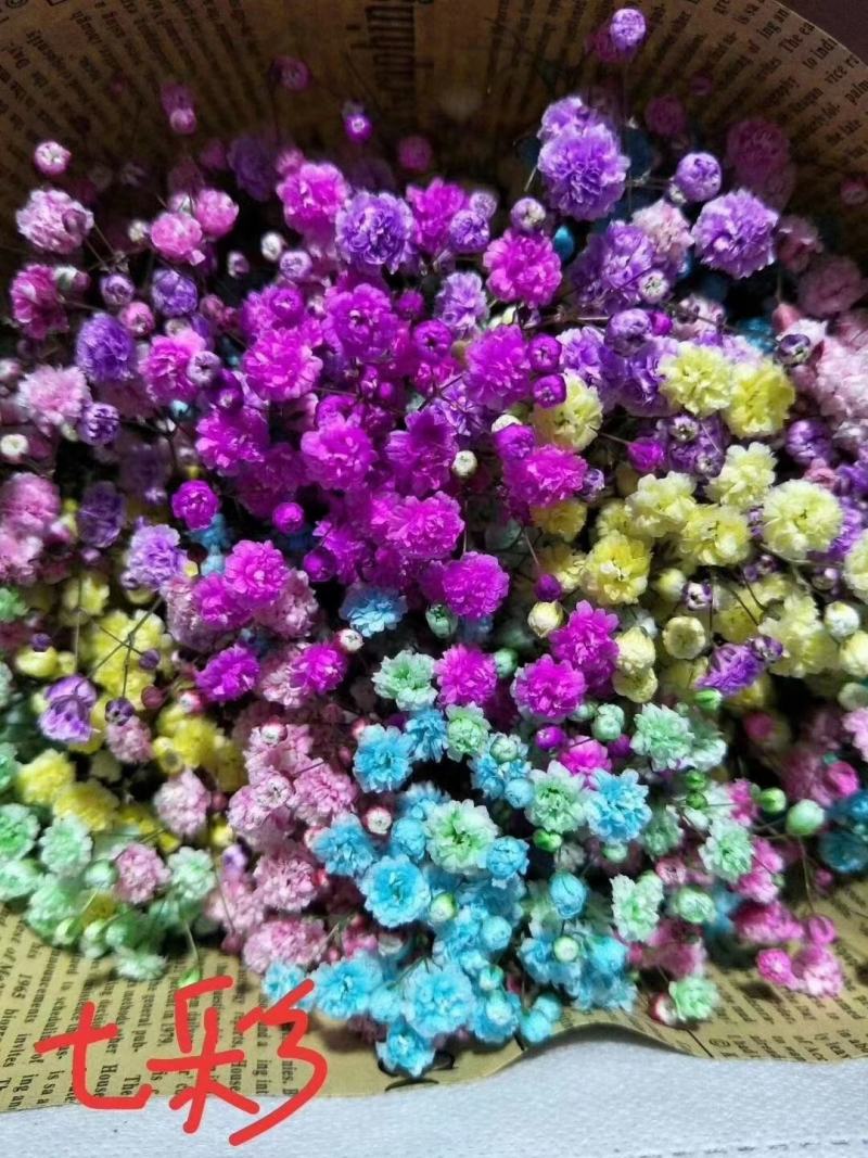 满天星鲜花干花永生花