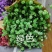 满天星鲜花干花永生花