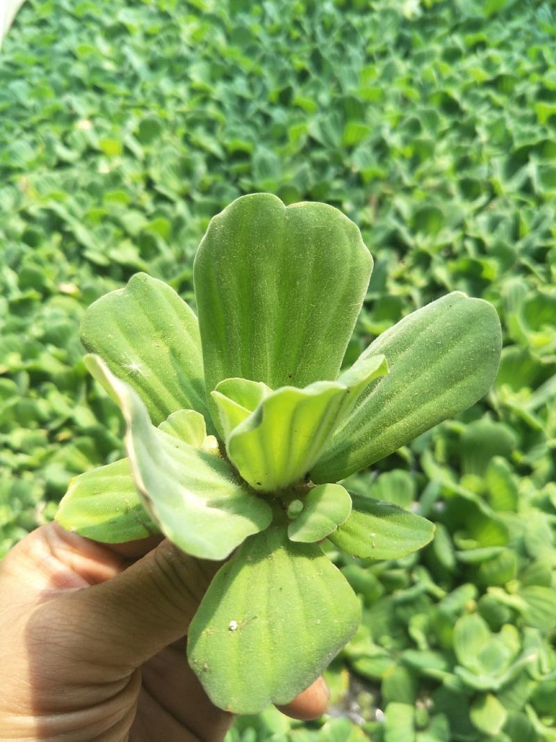 水芙蓉水葫芦水白菜是水产育苗养鱼养虾等，根系发达可以种子