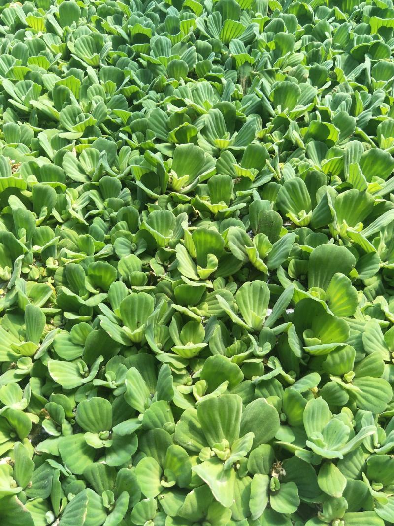 水芙蓉水葫芦水白菜是水产育苗养鱼养虾等，根系发达可以种子