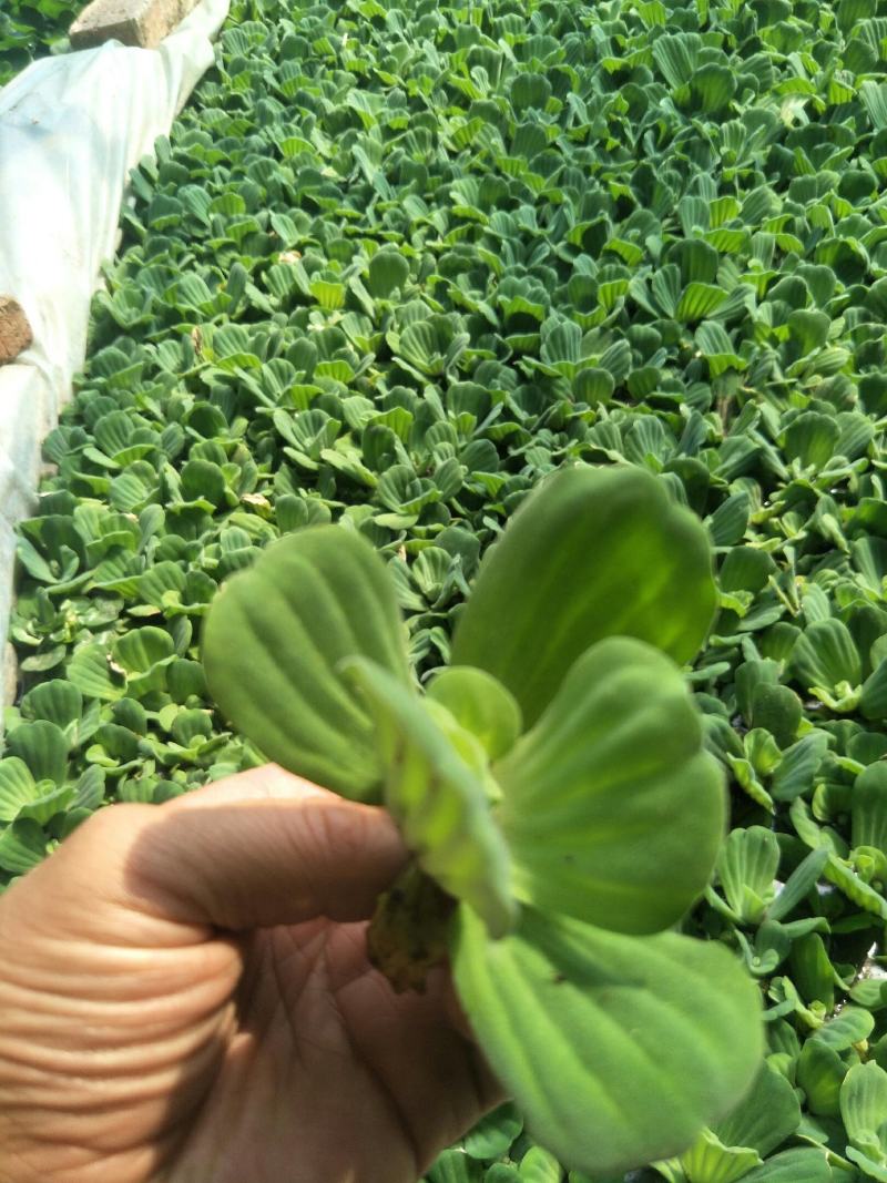 水芙蓉水葫芦水白菜是水产育苗养鱼养虾等，根系发达可以种子