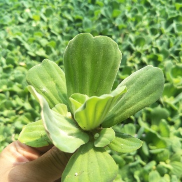 水白菜水葫芦水浮萍水芙蓉是水产繁殖必备根系发达可做种子