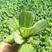 水白菜水葫芦水浮萍水芙蓉是水产繁殖必备根系发达可做种子
