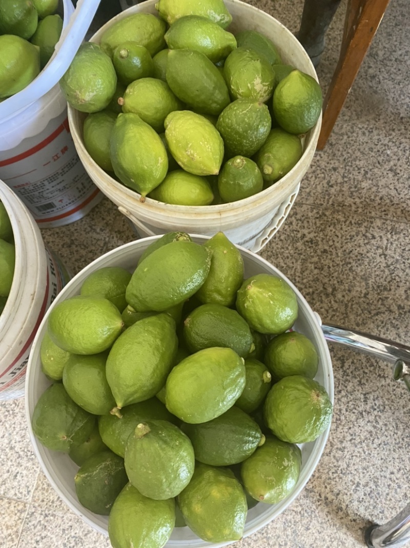广东无籽香水柠檬