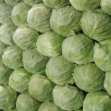 甘蓝，精品圆包菜，中甘系列都有，货源充足，承接商超批发