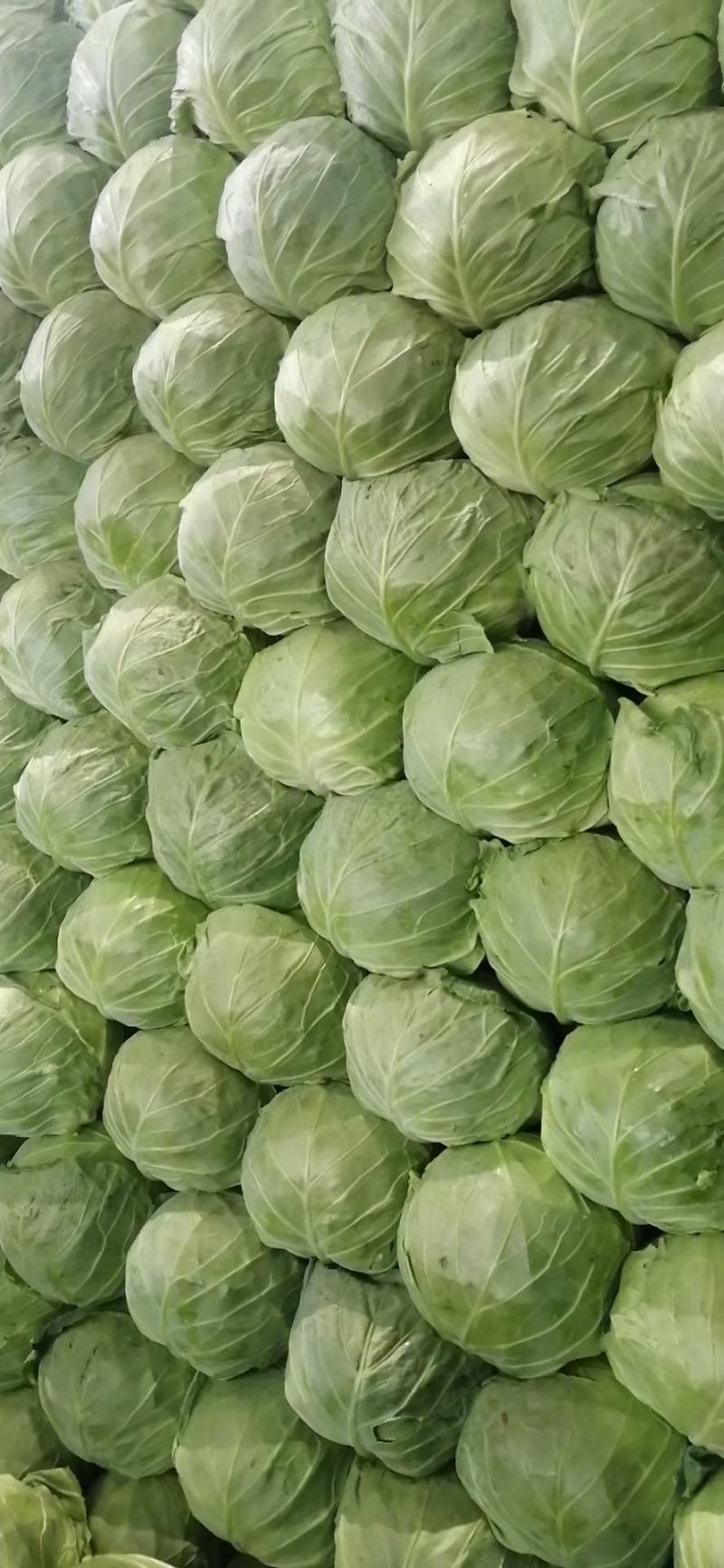 甘蓝，精品圆包菜，中甘系列都有，货源充足，承接商超批发