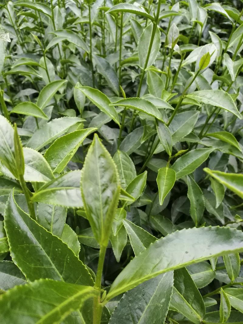 梅赞茶苗，绿化茶苗，红茶原料，产地直销量大从优