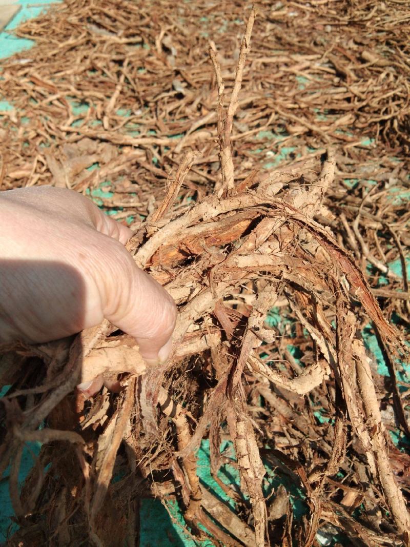 厚朴根皮厚朴皮四川厚朴基地直发
