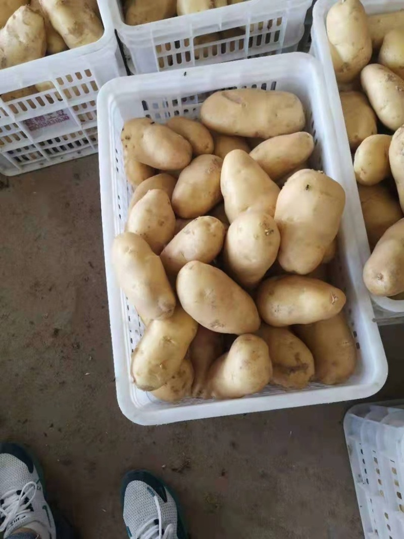 土豆大量有货！品质好，价格优！欢迎新老朋友联系！