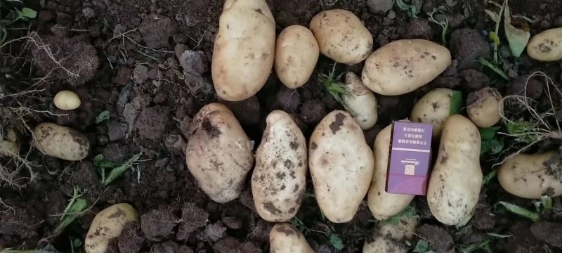 东北土豆精品希森土豆长期供应一手货源欢迎视频看货实地考察