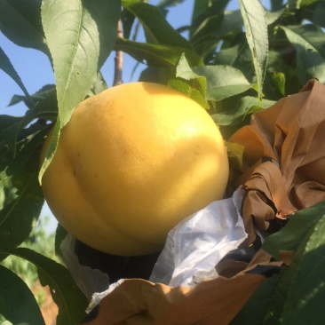 黄桃