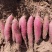 蜜薯西瓜红、红薯玛莎丽、哈蜜冰糖心、蜜薯烟25等高端红薯