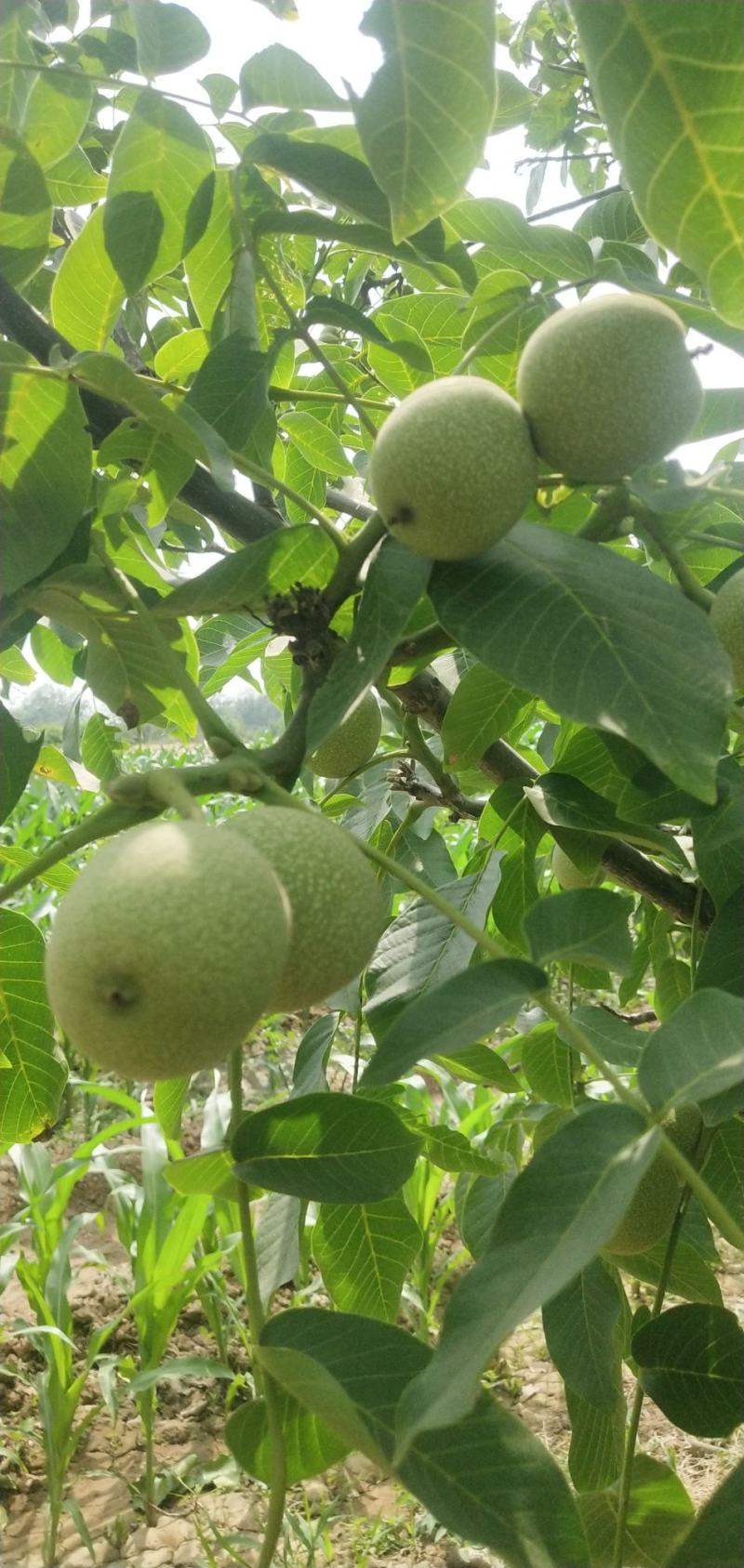 核桃大核桃