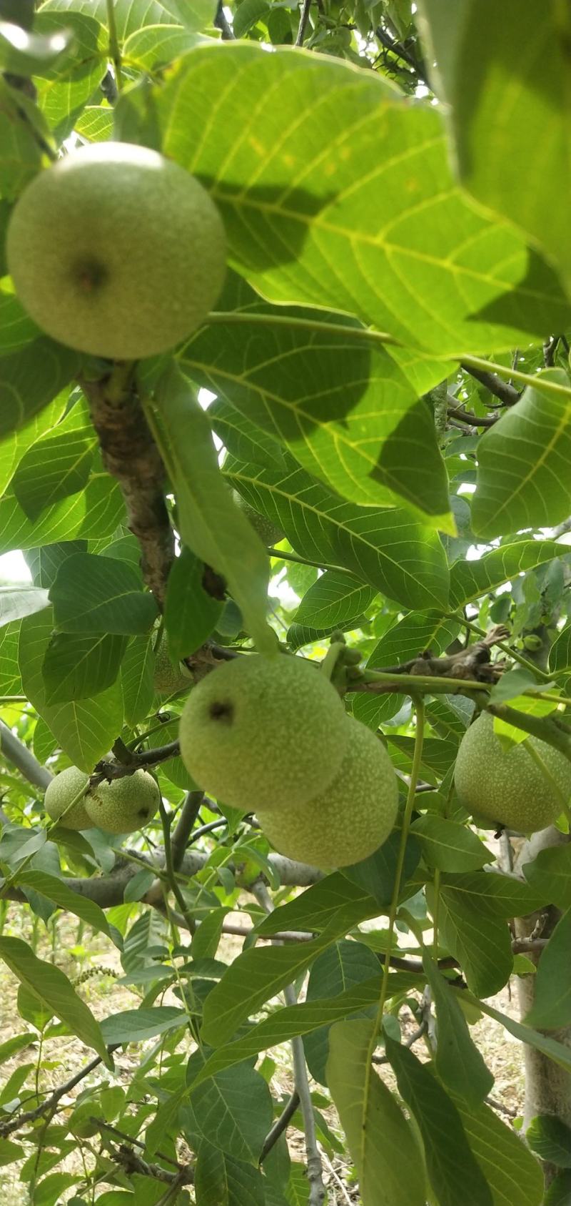 核桃大核桃