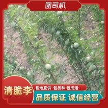 九月脆李苗（清泉蜜脆李，晚秋脆李）包品种包成活包邮
