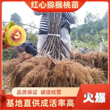 红心猕猴桃嫁接苗，原产地直供，包品种包成活，保湿发货