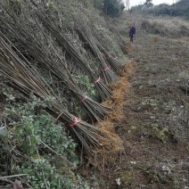 黄柏树苗中药材树苗南北方种植地栽占地黄柏树苗