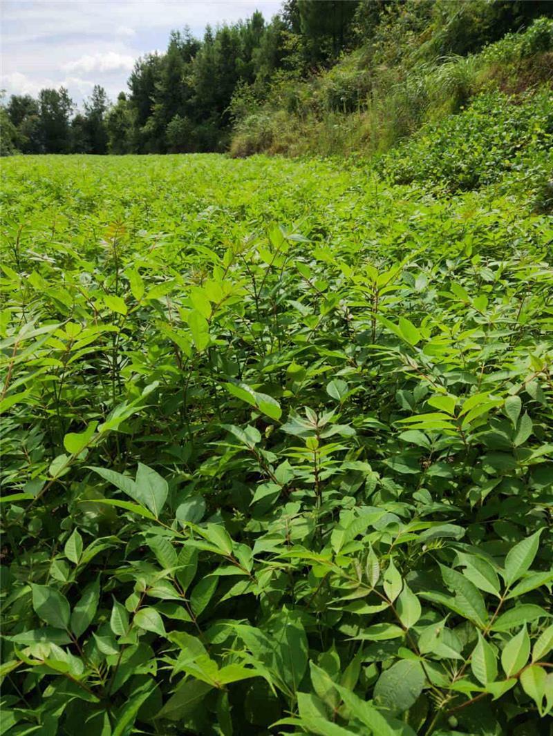 黄柏树苗中药材树苗南北方种植地栽占地黄柏树苗