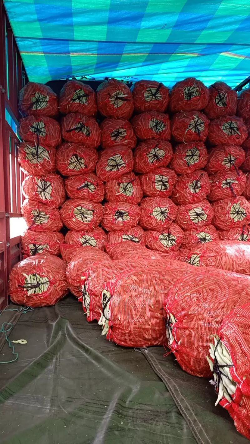 城固白不老豆角，条直无虫眼，大量供货