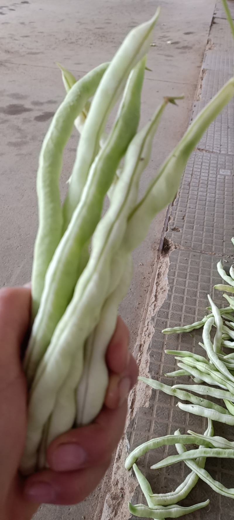 城固白不老豆角，条直无虫眼，大量供货