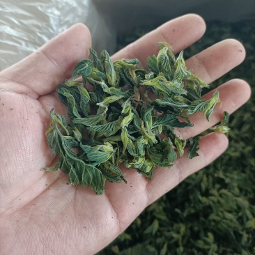 精品桑芽茶