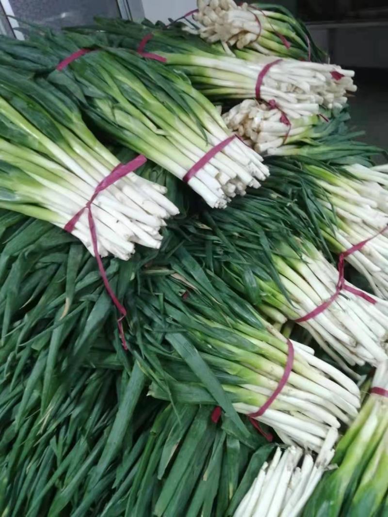 分葱大葱，加工厂用的，大量上市。。。。。。。。，，，，，