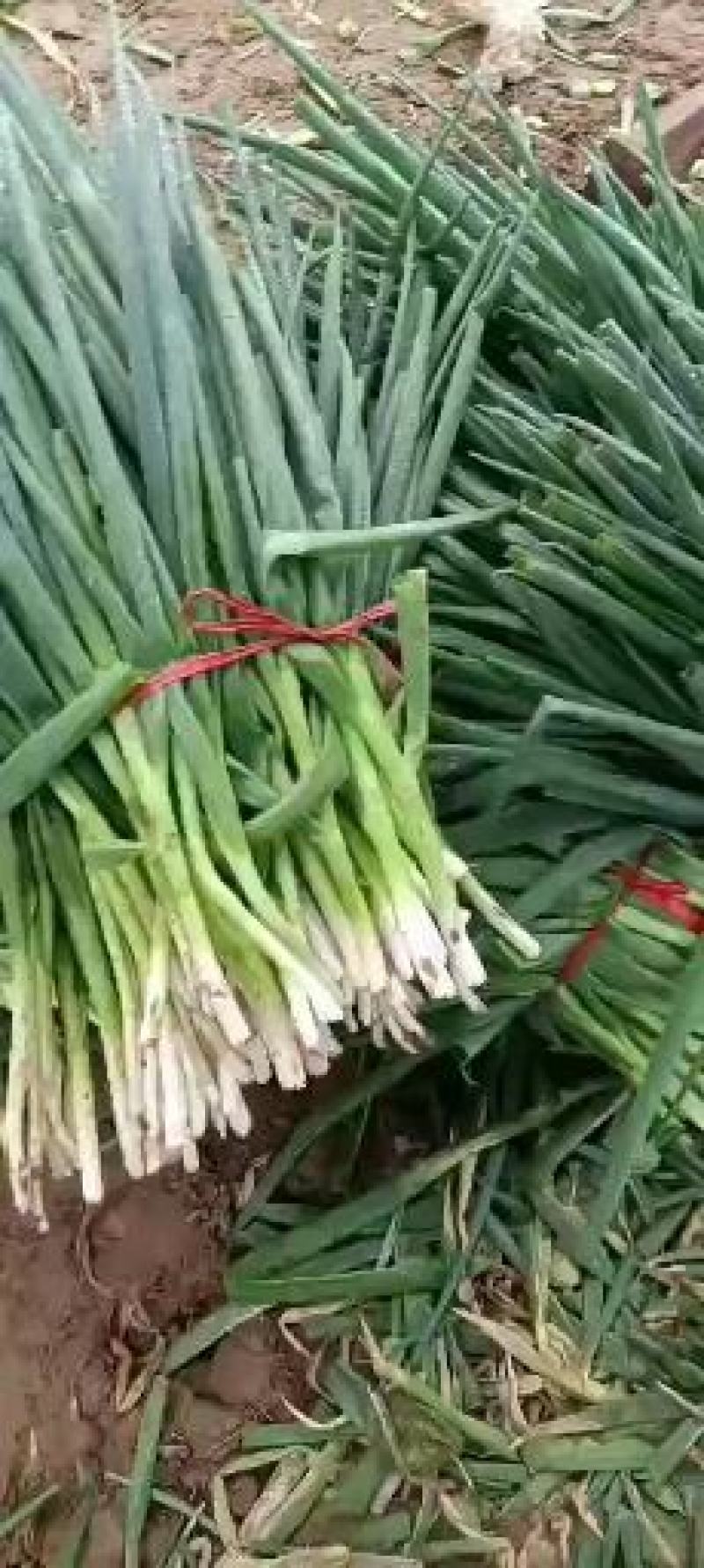 分葱大葱，加工厂用的，大量上市。。。。。。。。，，，，，