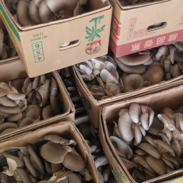 货源充足，质量好