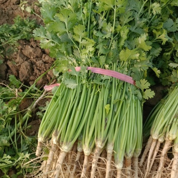 精品香菜，现货供应，全年有货量大从优，欢迎采购