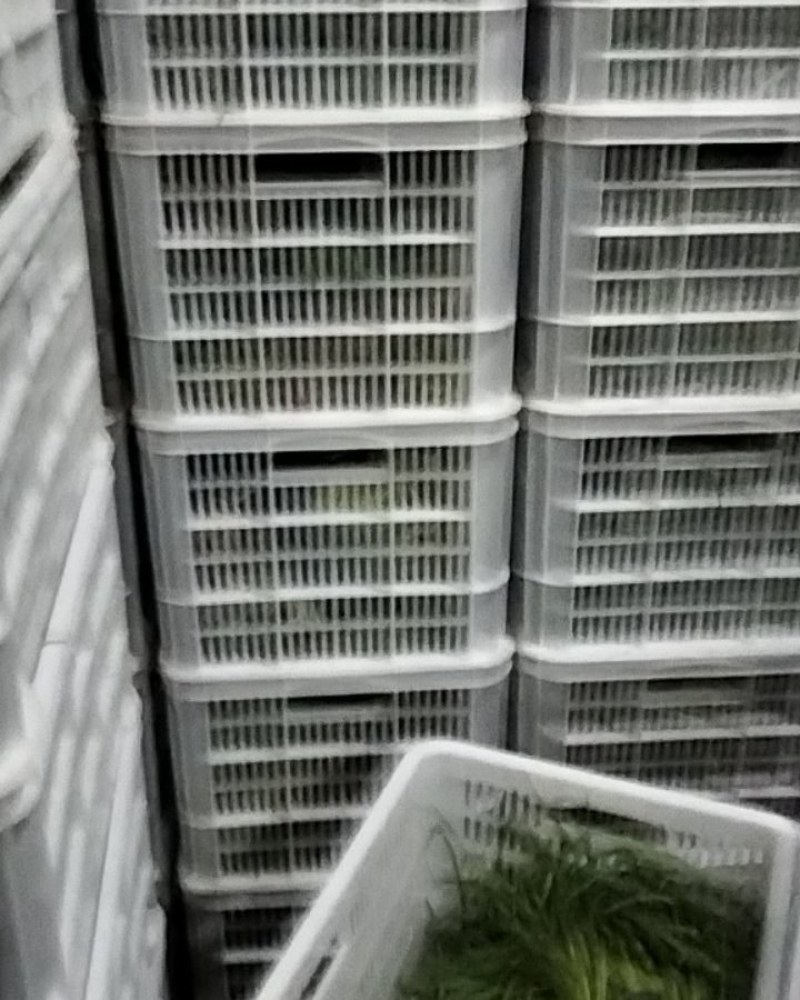 新鲜蒜台大量现货，皮蒜苔大量现货正在热卖中