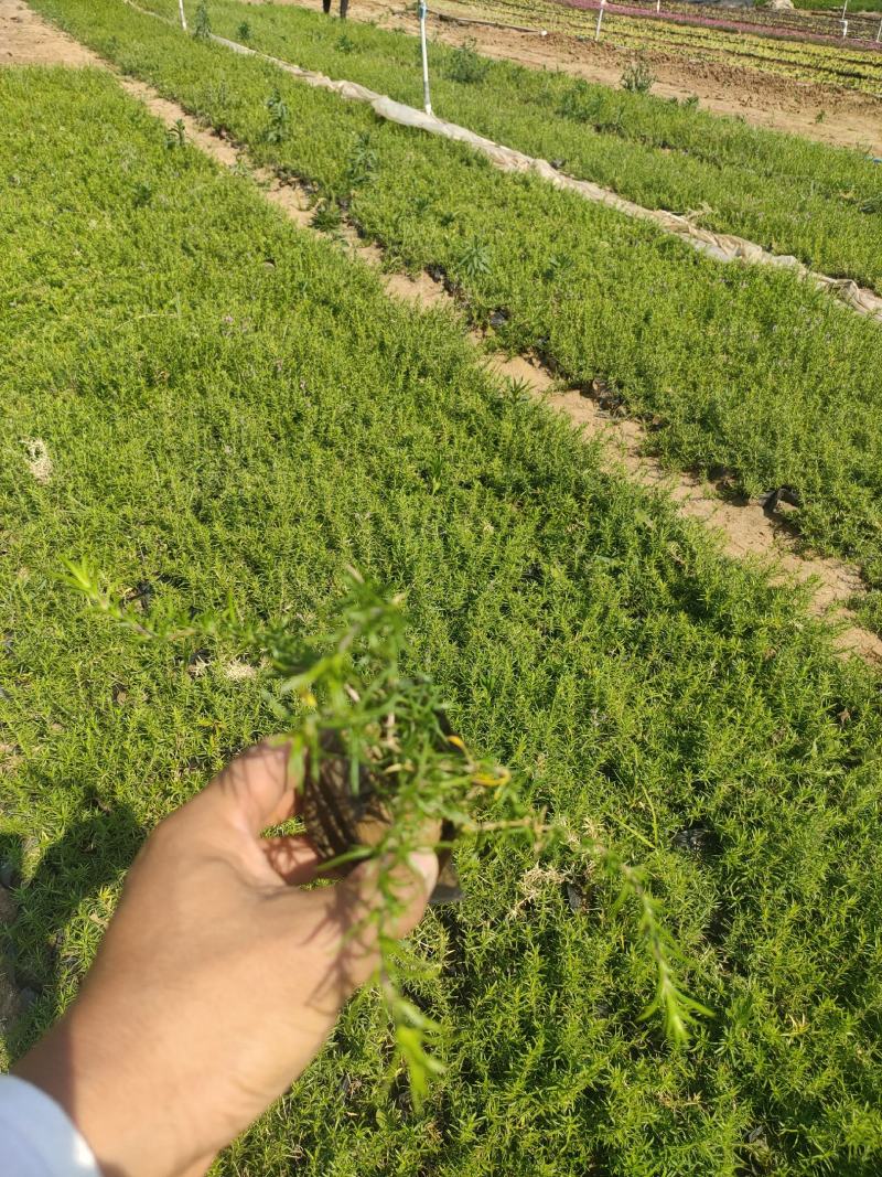 丛生福禄考价格，丛生福禄考花海苗，丛生福禄考(芝樱花)