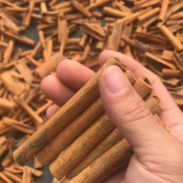 桂皮精品......