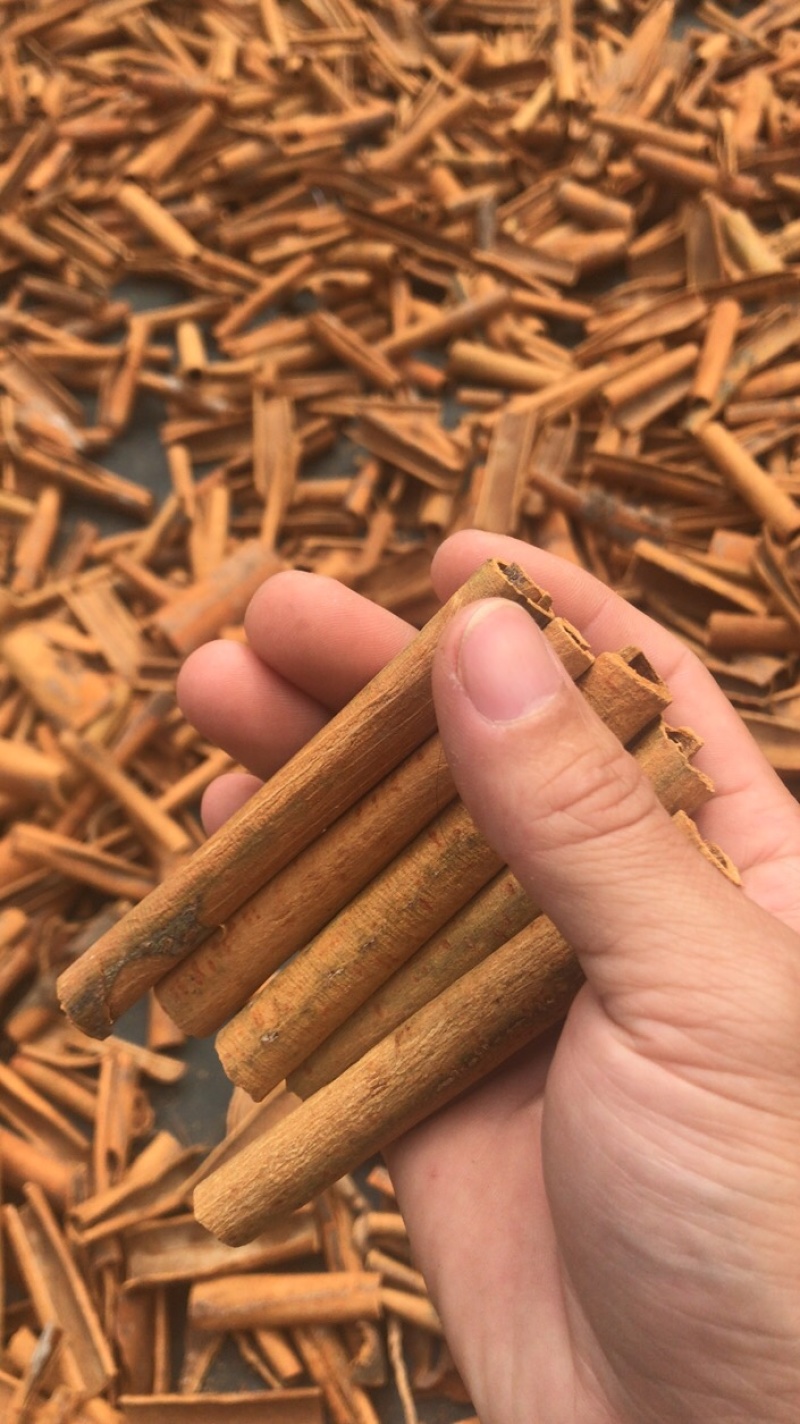 桂皮精品......