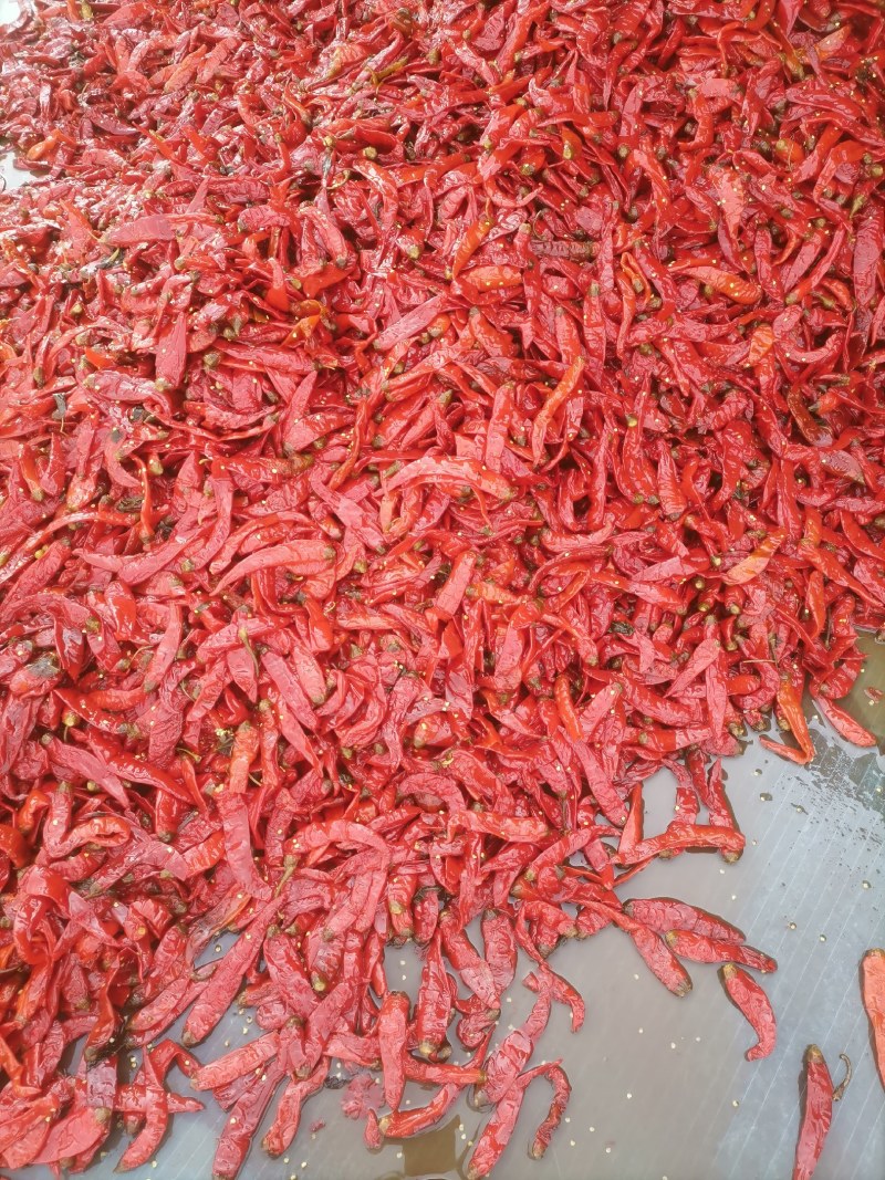 二荆条，红咸椒，辣椒咸辣椒，半成品，酱菜原料