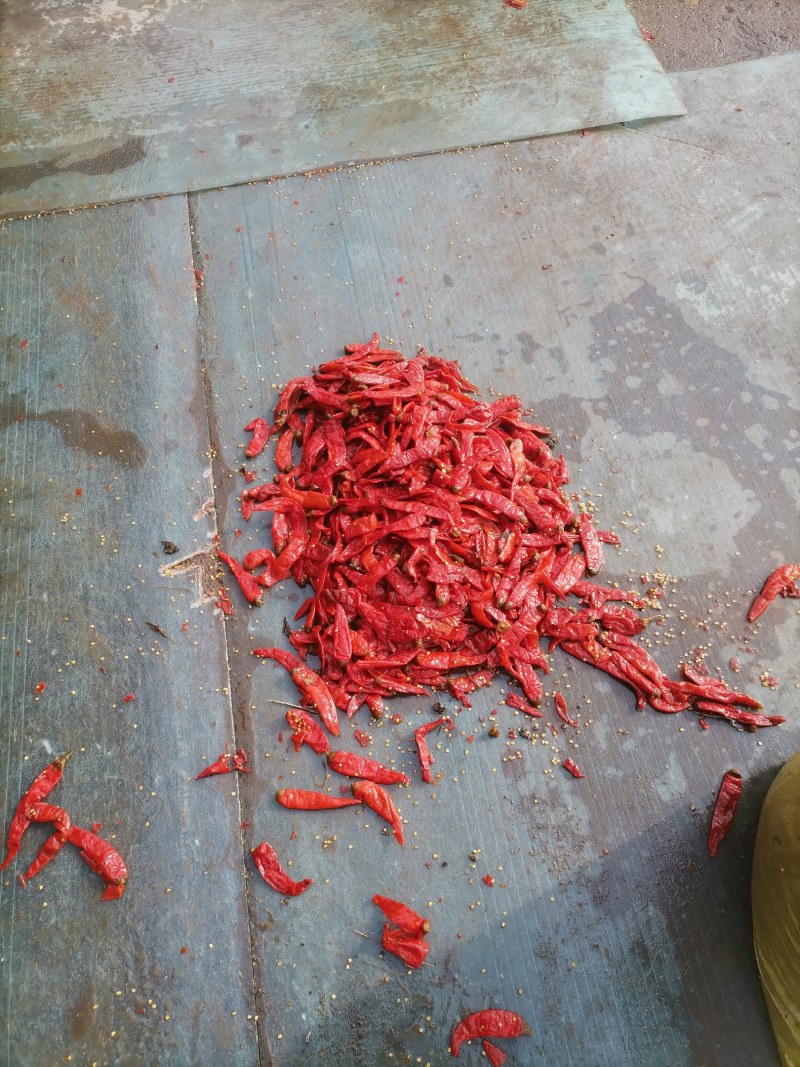 二荆条，红咸椒，辣椒咸辣椒，半成品，酱菜原料
