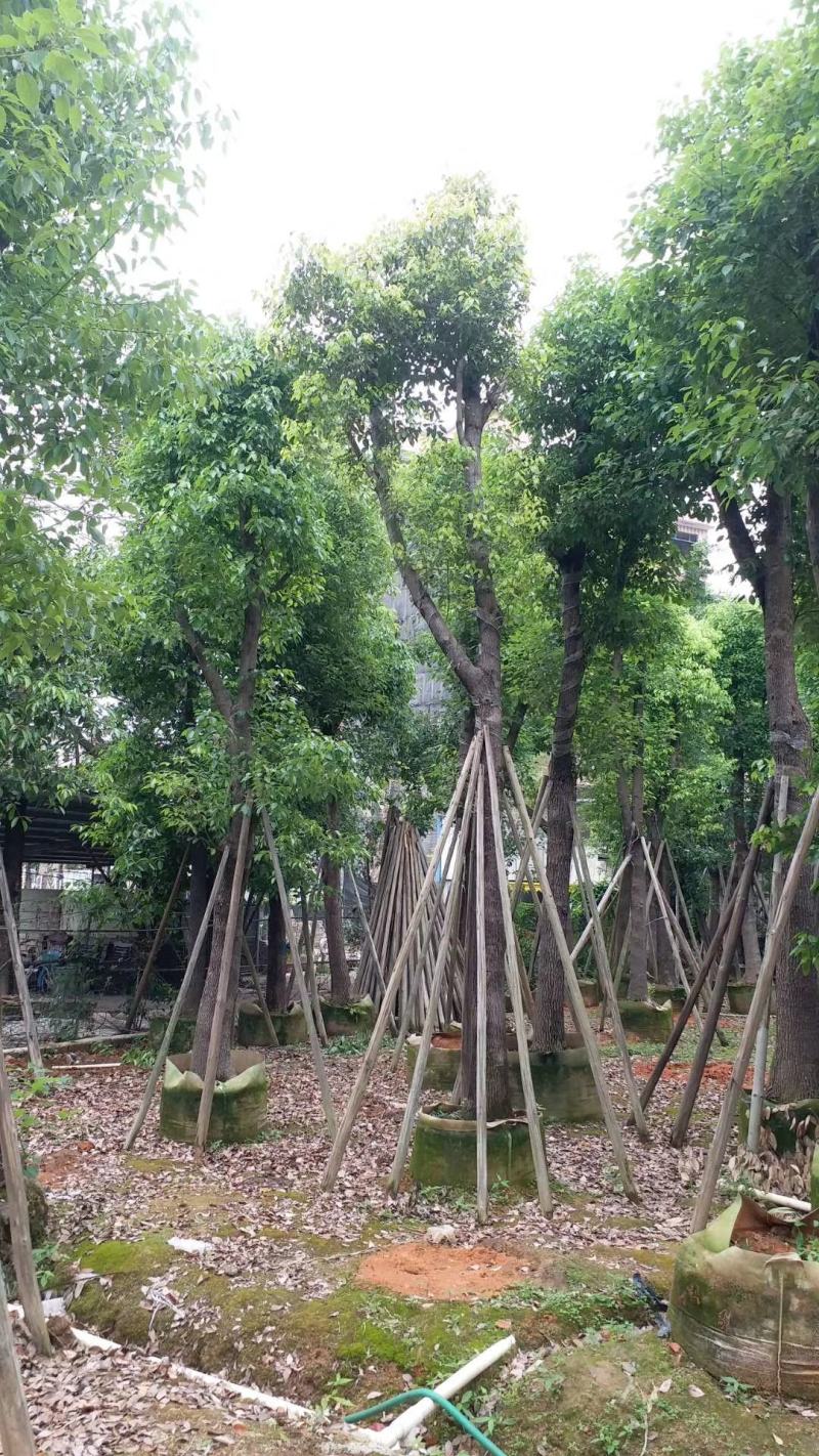 15-18-20-25分骨架香樟袋苗批发，广东香樟供应
