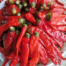 泡l红色椒，津红品种辣椒，腌制辣椒，，软皮辣椒，天津特产