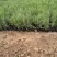薰衣草杯苗多年生草本植物花海基地直供提供技术指导