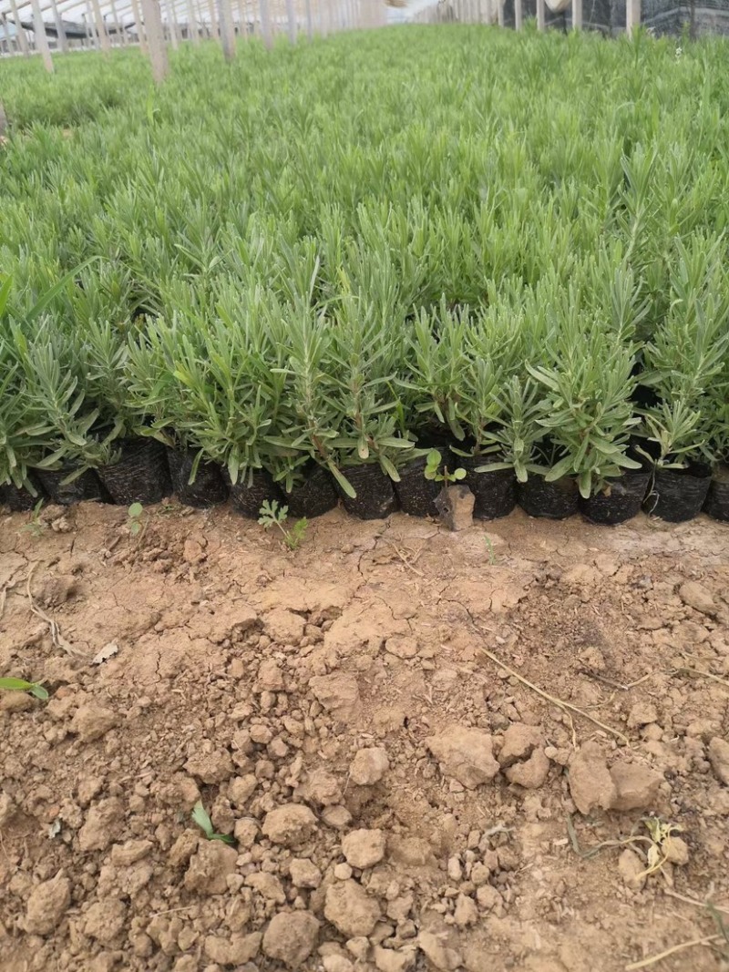 薰衣草杯苗多年生草本植物花海基地直供提供技术指导