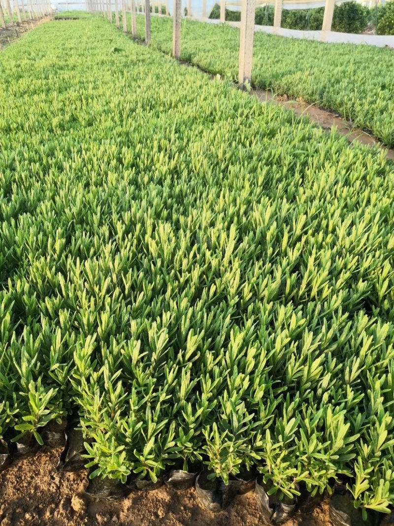 薰衣草杯苗多年生草本植物花海基地直供提供技术指导