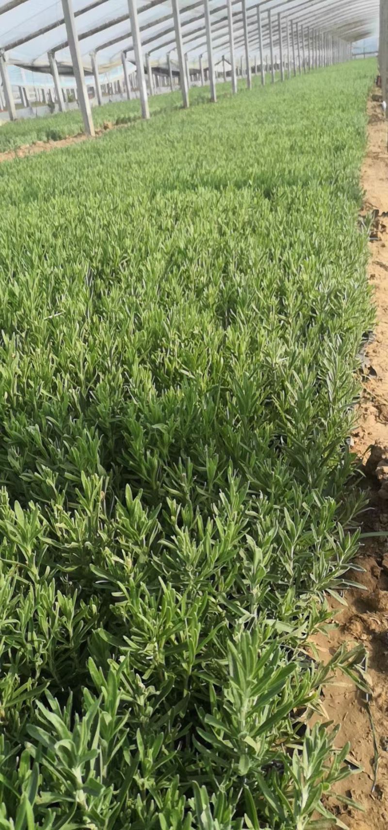 薰衣草杯苗多年生草本植物花海基地直供提供技术指导