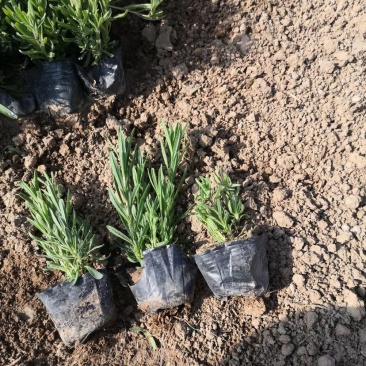 薰衣草杯苗多年生草本植物花海基地直供提供技术指导