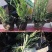 薰衣草杯苗多年生草本植物花海基地直供提供技术指导