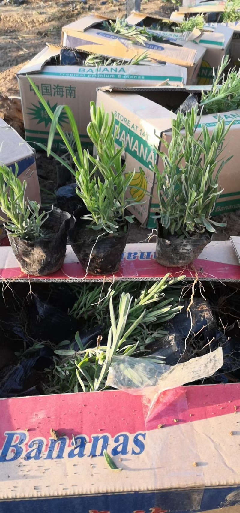 薰衣草杯苗多年生草本植物花海基地直供提供技术指导