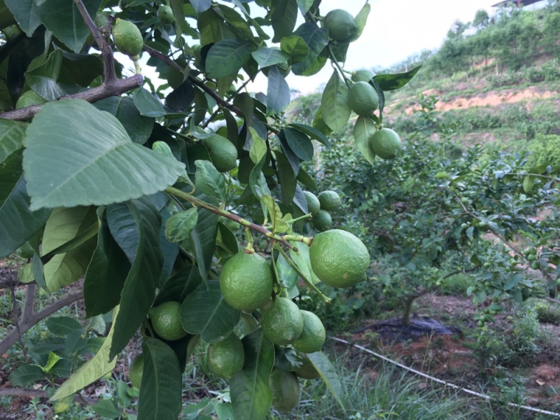 3千亩尤力克青柠檬基地直供